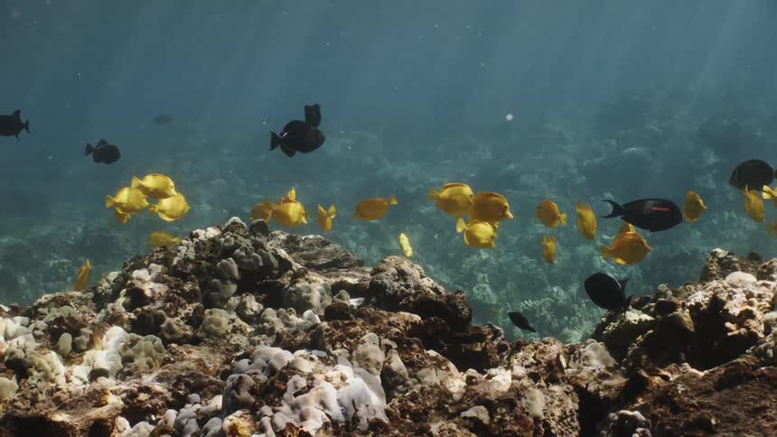 A school of yellow or black fish swimming over rocks at the bottom of the sea