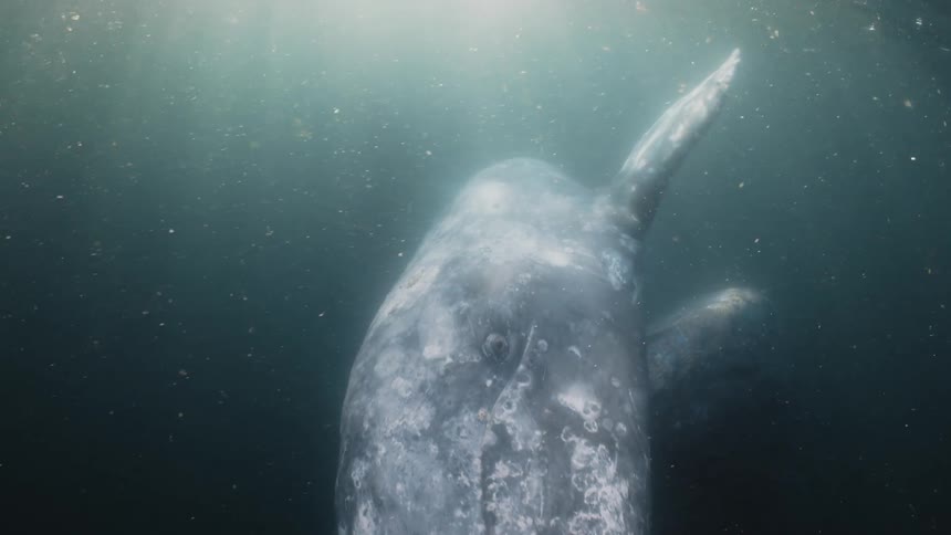 Gray whale near the sea surface with a sun flare