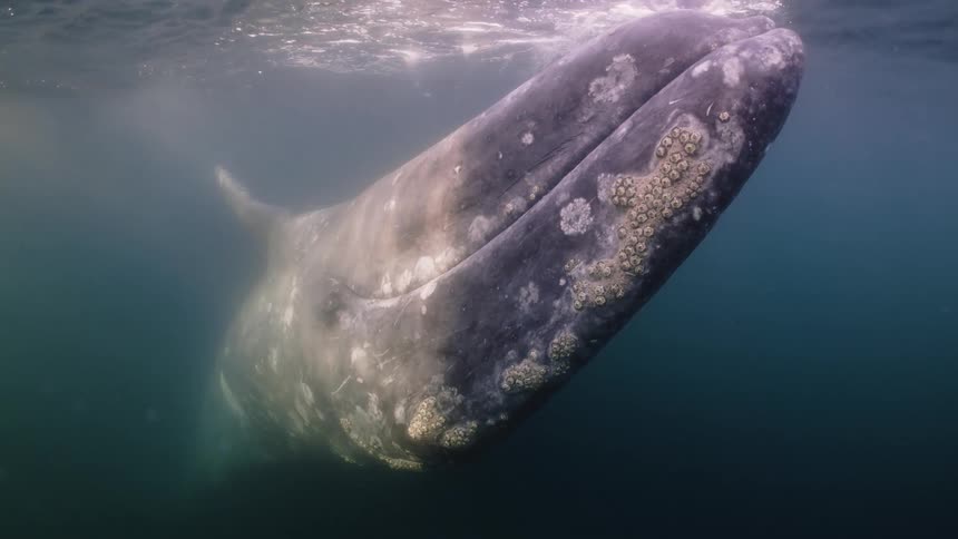 A grey whale swims through the clear blue water