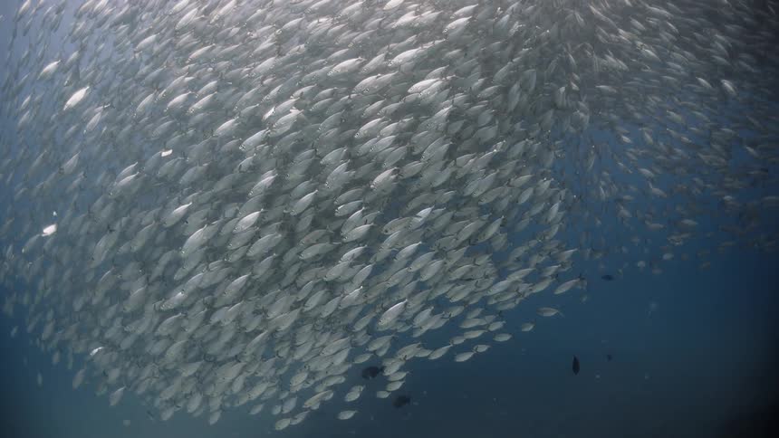 A large school of fish swim together beneath the ocean surface