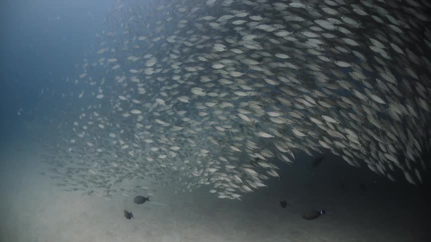 School of fish in the ocean going in the same direction