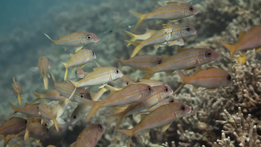 A school of fish swimming over a coral reef