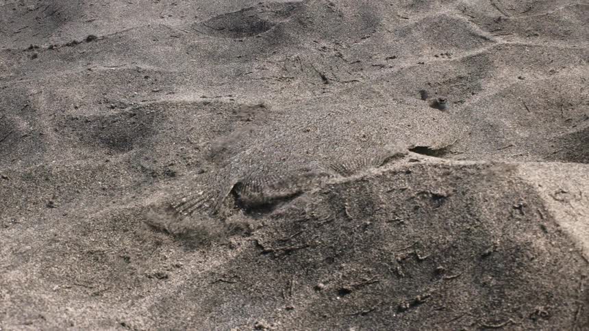 Flounder fish swimming through the sand at the bottom of the sea while camouflaging itself
