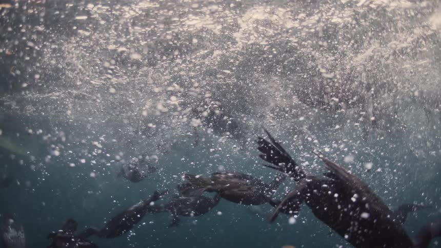 Ducks and pelicans diving into the sea at the same time to catch fish