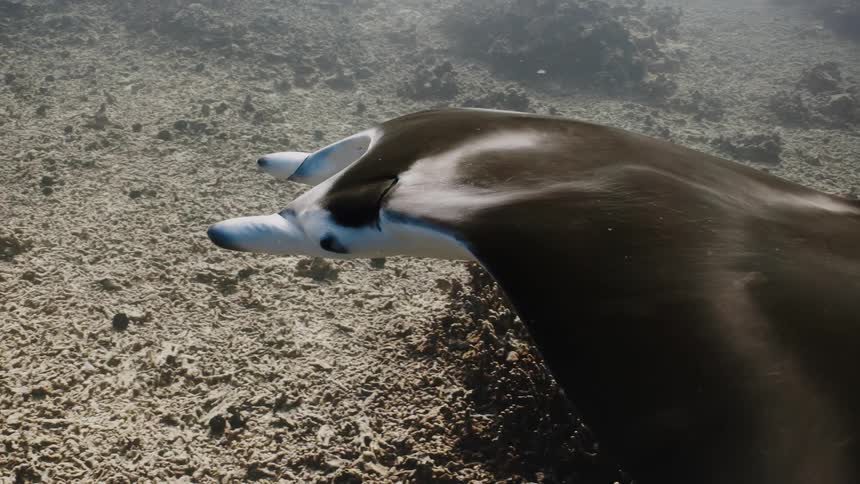 Stingray at the bottom of the ocean swimming