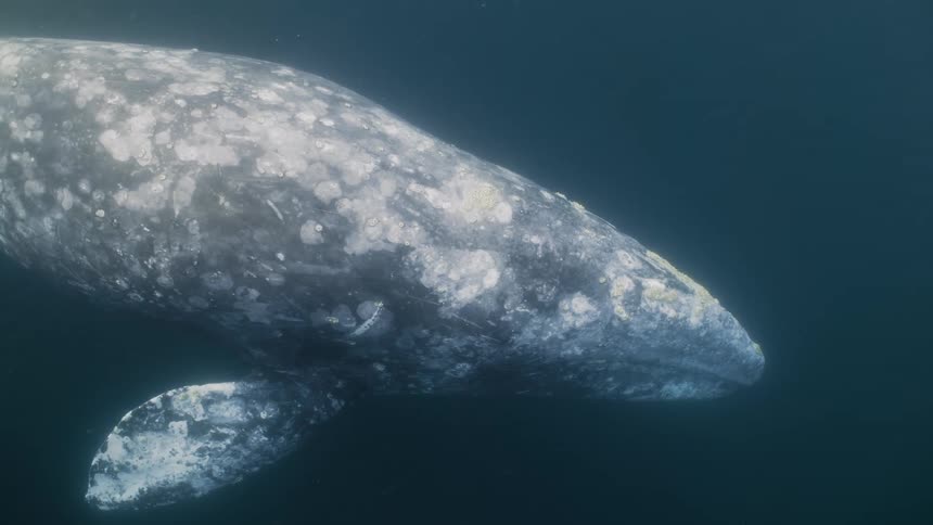 Whale moving through the sea
