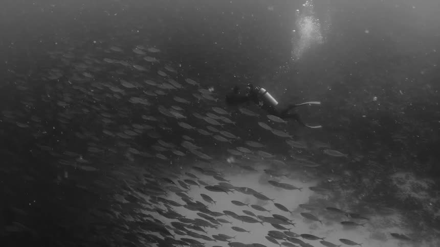Fish swim past a person scuba diving