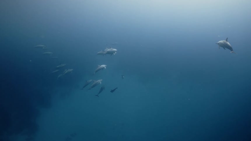 A pod of dolphins swim over coral reefs