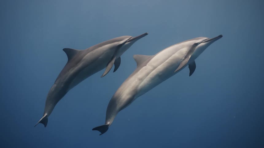 Dolphins swimming in the middle of the sea and heading towards the surface