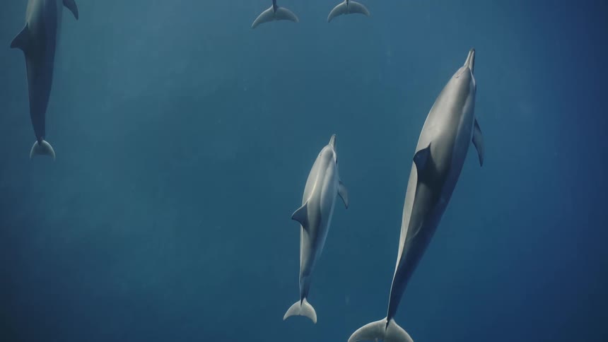 A group of dolphins swimming together in a clear blue sea water