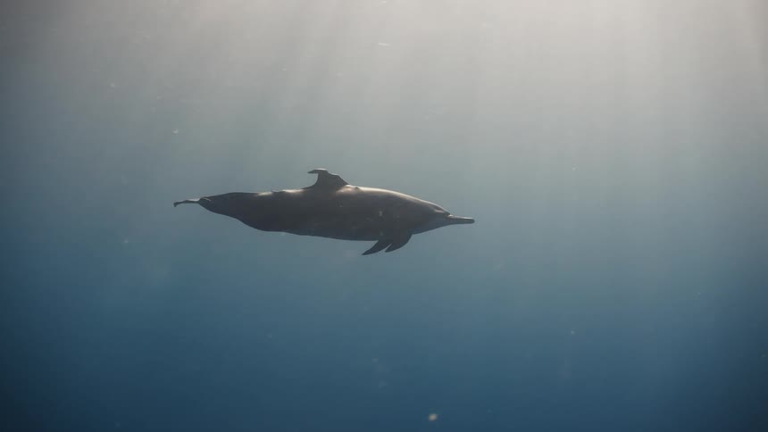 A dolphin swimming alone deep under the ocean