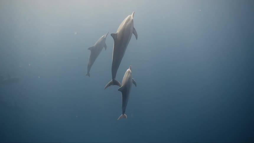 Dolphins rising together towards the surface in the sea