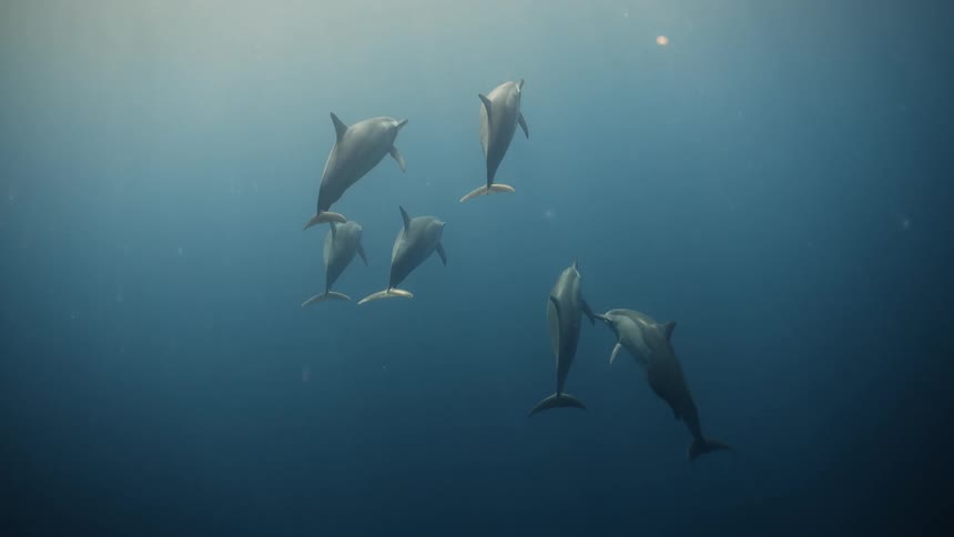 Dolphins swim up in the water