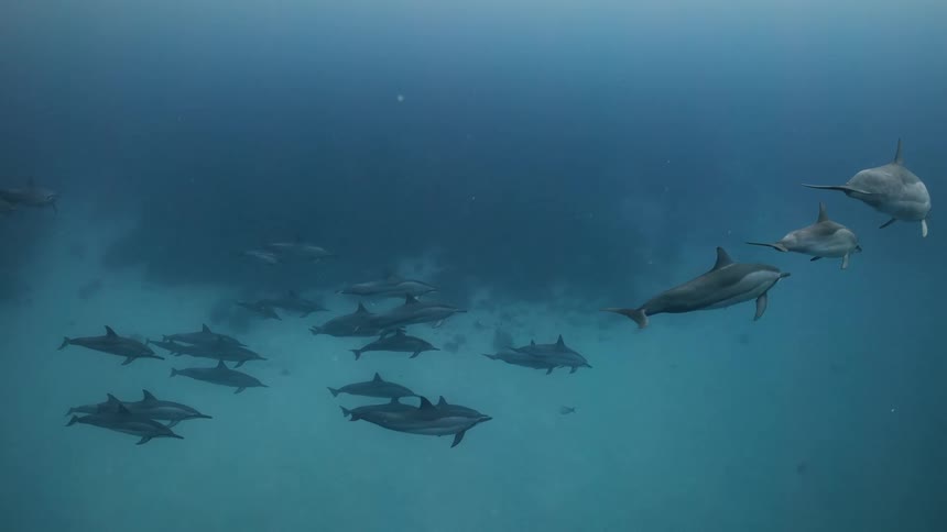 Group of dolphins swimming in the same direction at the bottom of the ocean