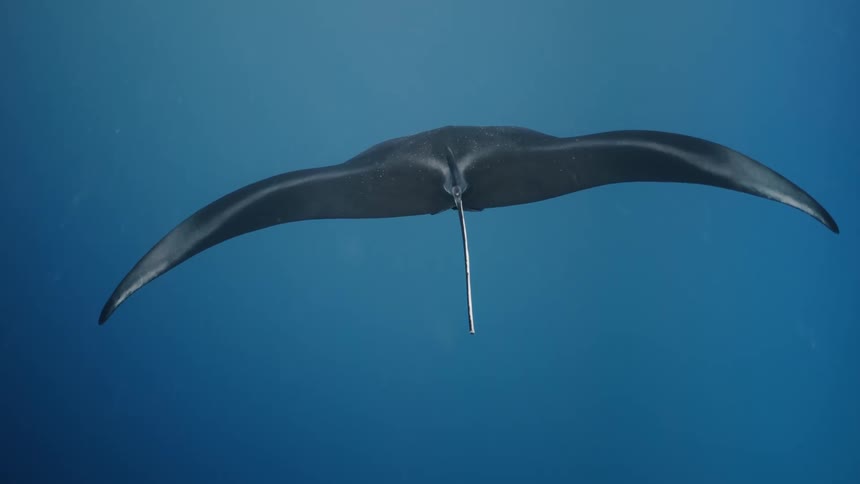 Black and white patterned manta ray swims slowly through blue water
