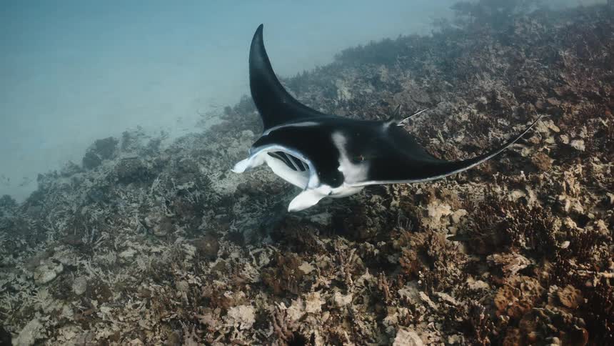 Stingray swimming near the corals with fish around