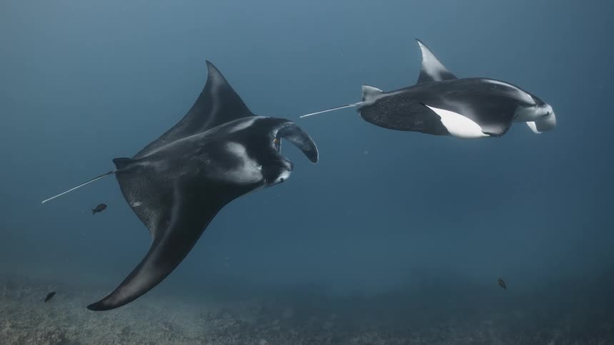 Manta rays swimming near seafloor are accompanied by red and white banded fish