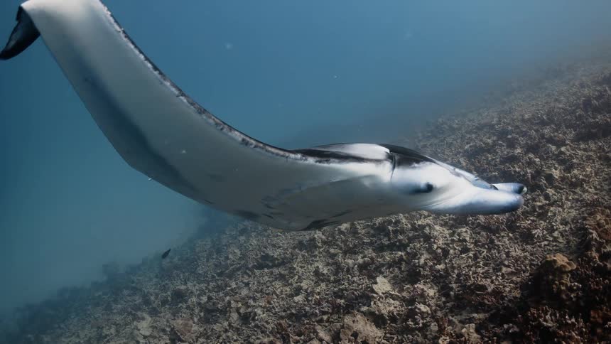 A stingray swimming close to the ocean floor and is flapping its fins