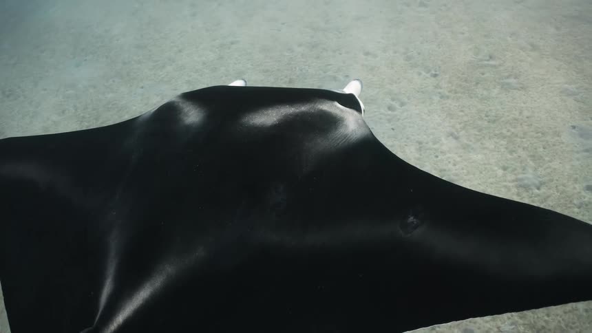 A large manta ray gracefully glides along the ocean floor
