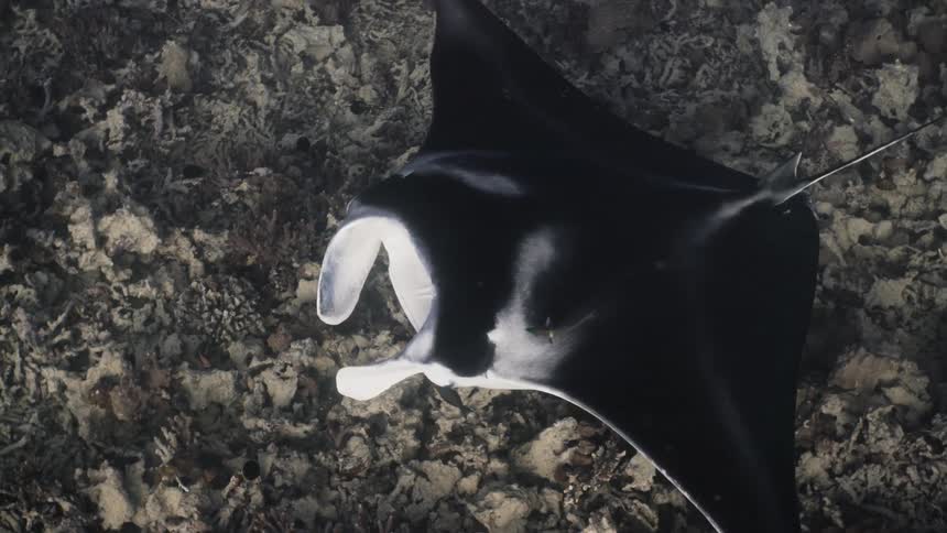 Stingray swimming among fish and corals at the bottom of the sea