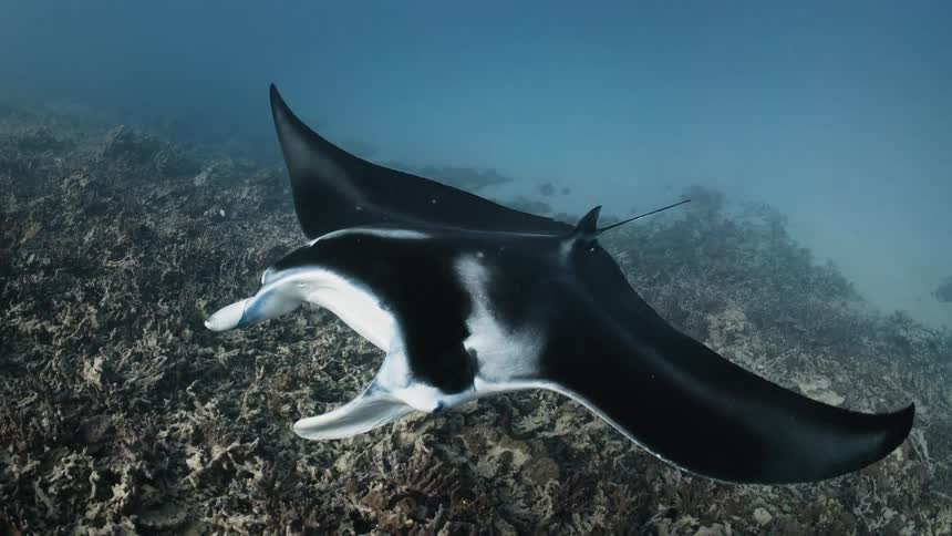 Stingray among fish and corals at the bottom of the sea