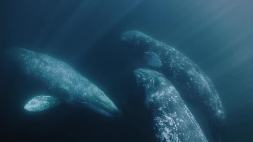 Three whales are floating underwater
