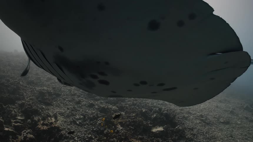 A large skate swims along a seabed
