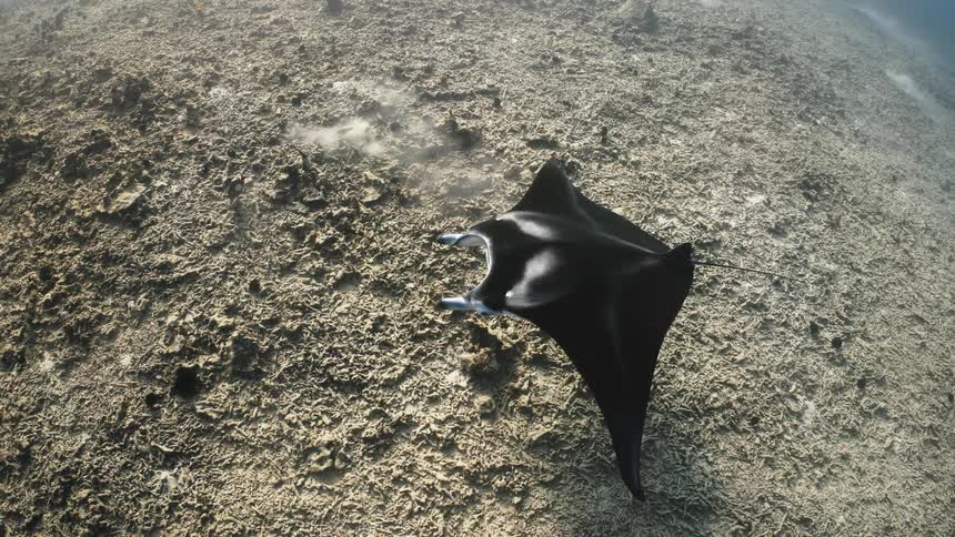 A white stingray swimming under the sea on a sunny day