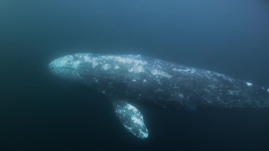 A lone gray whale effortlessly swims through deep ocean water