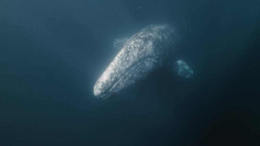 A gray whale swimming alone and turning upwards