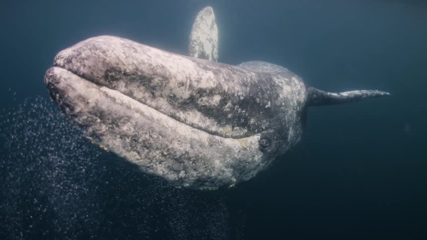 A whale and a sea lion swimming in the ocean