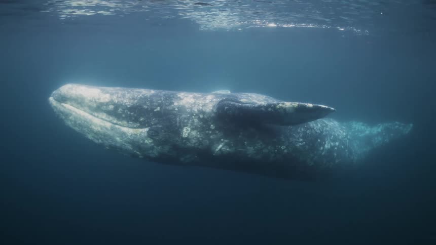 A whale swims towards the surface of the ocean