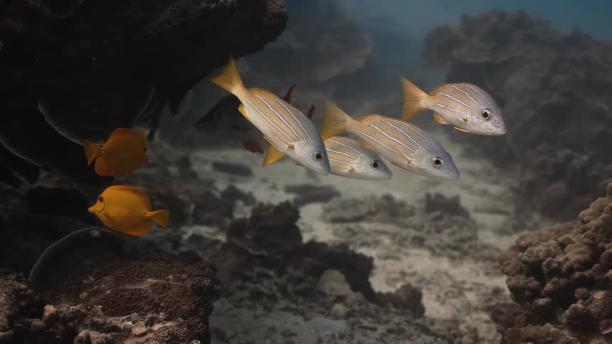Two different kinds of fish swimming near a coral reef