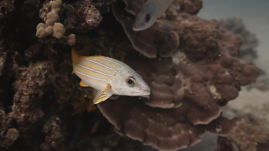 Fish swimming near the reefs at the bottom of the sea