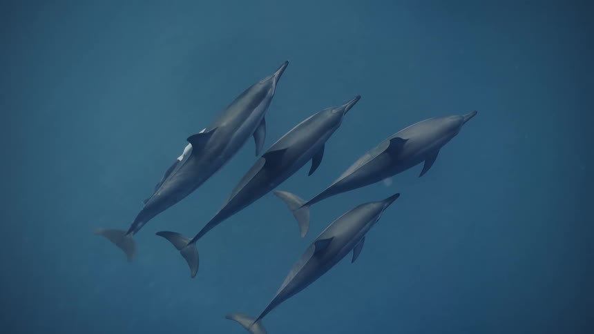 A group of four dolphins swimming together in a blue sea water