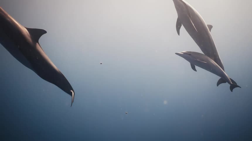Dolphins swim towards the sea surface on a sunny day