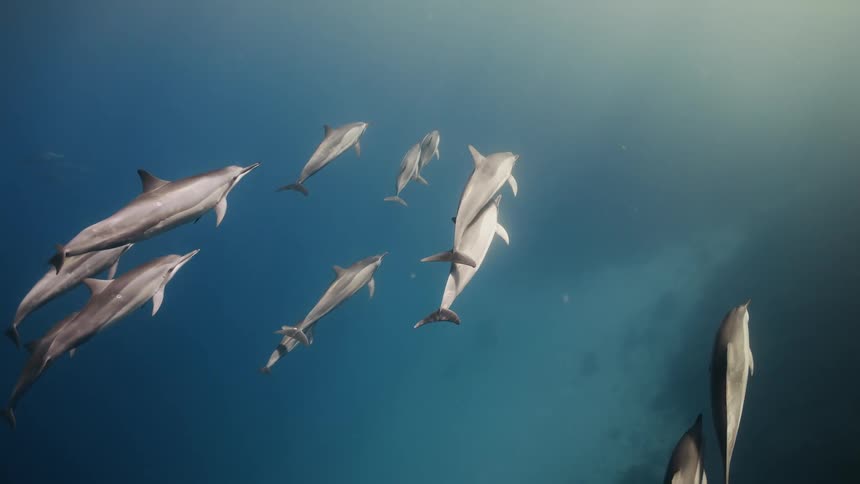 A pod of dolphins moving around the ocean