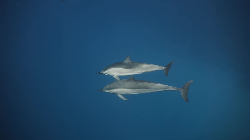 Dolphins swimming close to each other in my sea