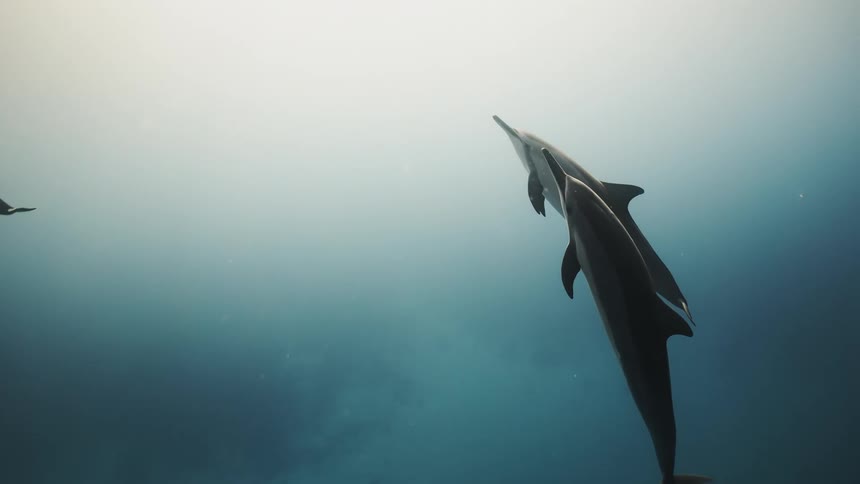 Set of dolphins rising towards the surface in the ocean
