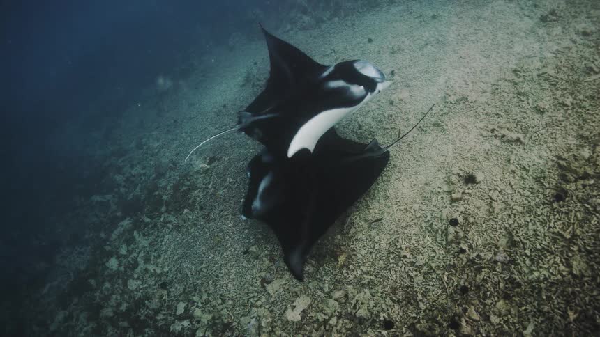 Two stingrays at the bottom of the ocean swimming