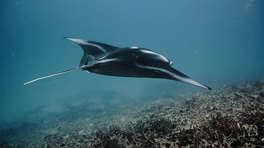 Stingray swimming near solo in the sea