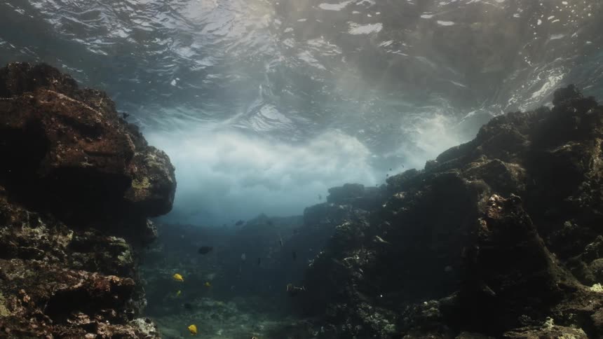 A coral reef populated with fish