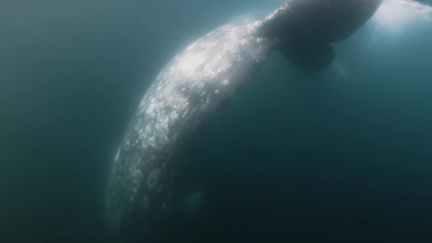 A whale swims just below the surface of the ocean