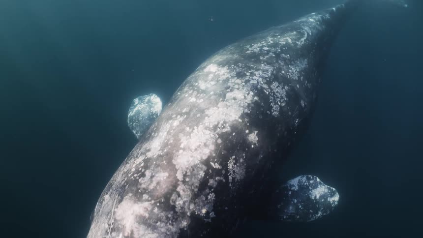 White and dark gray whale swims slowly near the surface