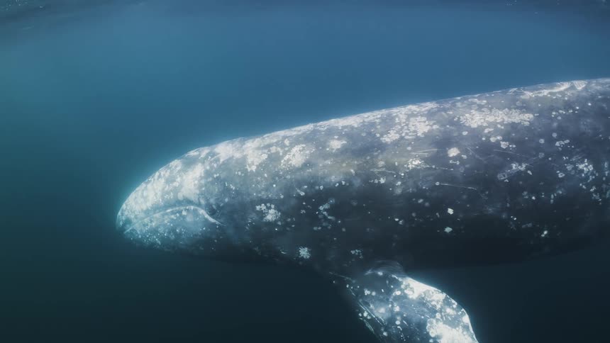 A large whale swims underwater