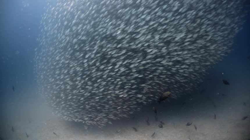A huge school of fish swim underwater