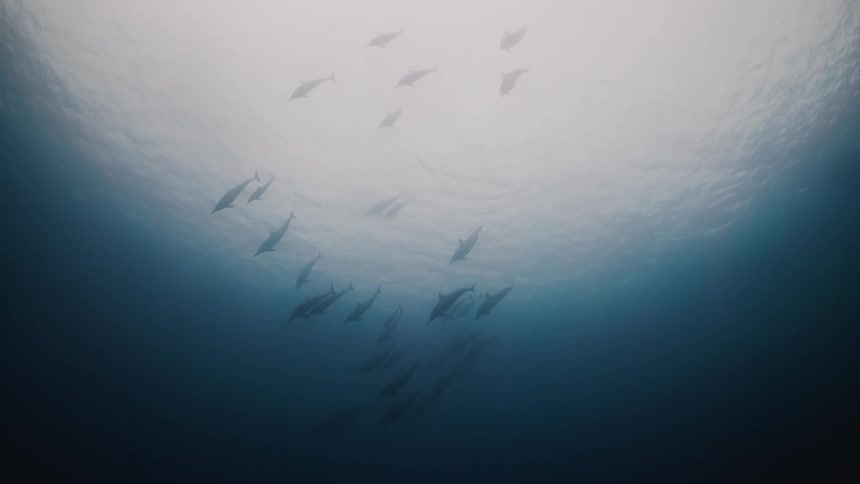 A group of dolphins swimming near the surface in the ocean