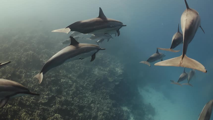Pod of dolphins swims through murky water near reef and seafloor