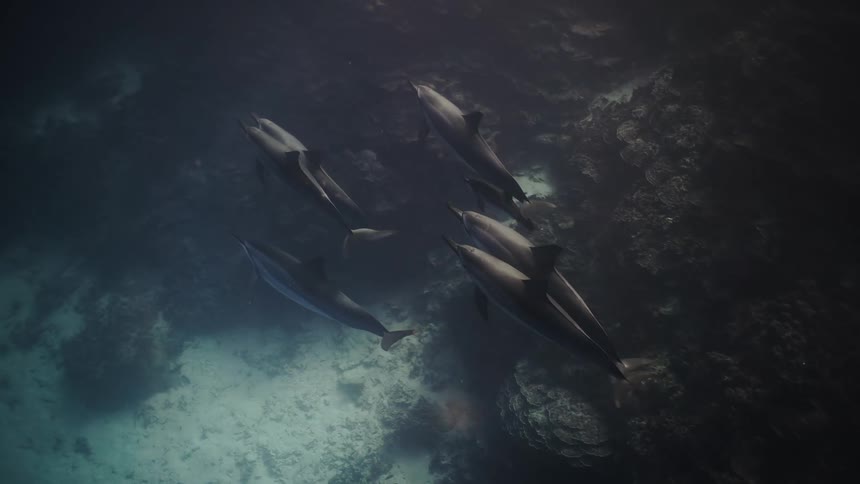 A group of sharks swimming underwater