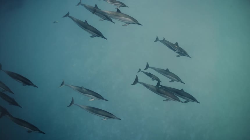 A pod of dolphins swim in the sea